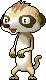 Meerkat